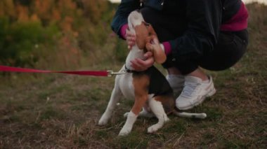 Kapalı kadın parkta genç av köpeğiyle oynuyor. Güzel güneşli bir akşam. Köpek yavrusu sahibi, evcil hayvan sahibi, çim sahibi, güneşli bir akşam güneşi.