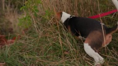 Kapatın ellerinizi kadın. Genç av köpeğiyle parkta oynayın. Güneşli bir akşam. Köpek yavrusu sahibi, evcil hayvan sahibi, çimenlik, güneşli bir akşam güneşi.