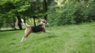 Parktaki yeşil çimlerde koşan mutlu aktif genç av köpeği. İnsanlar şehrin güzel açık bölgesinde sevimli bir köpek yavrusu gezdiriyorlar..