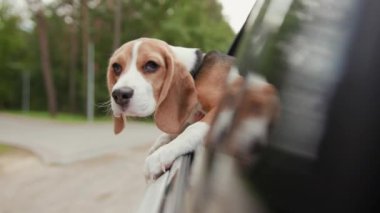 Tatlı av köpeği araba sürüyor ve kafasını camdan dışarı çıkarıyor ve dışarıyı seyrediyor. Eğlenceli banliyö gezisi, doğa gezisi meraklı hayvan evcil hayvan gezisi aracı, tapılası ağır çekimin tadını çıkarıyor.