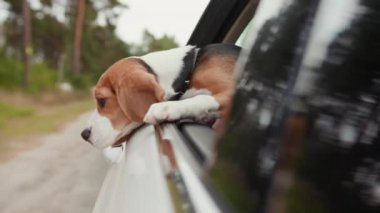 Av köpeğini arabaya bindirip pencereden dışarı süzülüyor ve dışarıyı seyrediyor. Eğlenceli banliyö seyahatlerine bakıyor. Hayvanlara özgü meraklı, sevimli, hayvani, yeni bir yolculuk aracı.