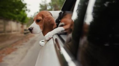 Bir av köpeğinin araba sürdüğü ve kafasını camdan dışarı çıkardığı ve eğlenceli banliyö gezilerini izlediği doğa gezisi meraklı, sevimli, hayvani, yeni bir yolculuk aracının tadını çıkardığı sahne.