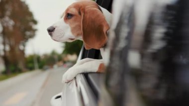 Yavaş hareket eden av köpeği araba sürüyor ve kafasını camdan dışarı çıkarıyor ve banliyöde gezintiye bakıyor. Komik doğa gezisi meraklı, sevimli hayvan gezisi aracı. Tapılası yakınlığın tadını çıkar.