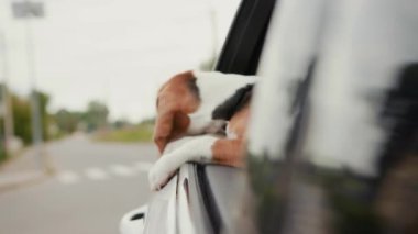 Av köpeğini arabaya bindirip pencereden dışarı süzülüyor ve dışarıyı seyrediyor. Eğlenceli banliyö gezisi, doğa gezisi, meraklı, sevimli, hayvani, taze gezinin tadını çıkarıyor.