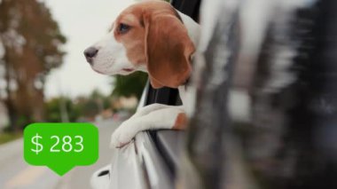 Beagle Dog 'un Araba Sürüşü ve Pencereden Kafasını Çıkartıp Dışarıyı İzlemesi. Çevrimiçi aktarımı olan Simge uygulaması. Smartphone 'daki finansal işlemler. Parayı Artırma Hakkında Bir İleti Al.