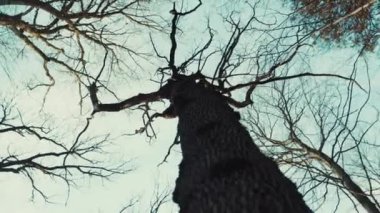 Çerçeve aşağıdan gökyüzü ağacı dalları orman parkında ışık doğası doğa manzarası yavaş çekim manzarası