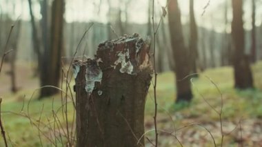Orman ortamında kahverengi ağaç kabuğu detaylandırılmış parkın koyu renk dalları güzel hafif çekimde grungladı.
