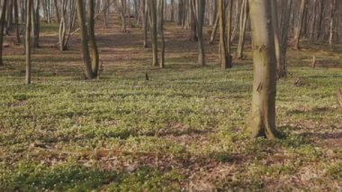 Ormanda çekilen ilkbaharda güneş ışığı parkında çekilen güneş ışığı, güneş ışığı, ağaç, doğa manzarası, çimen yolu kıştan bahara yavaş çekime geçiş.