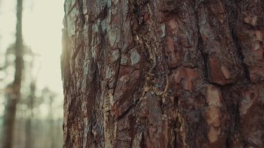 Orman ortamında, gün ışığı ağacının gövdesi kahverengi. Detaylı dokuma, park yeri, güneş ışığı. Güzel bir ışık.