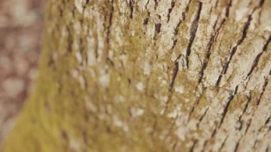 Ağaç gövdesi üzerindeki yeşil yosun dokusu bulanık orman arka planındaki bitki gövdesi doğal kahverengi park yakın ağaç kabuğu dalları yavaş çekimde kapanır.