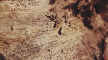 Orman çevresindeki kahverengi ağaç kabuğunun detaylarına dikkat edin. Park, karanlık, bahar güneşi. Güzel bir ışık.