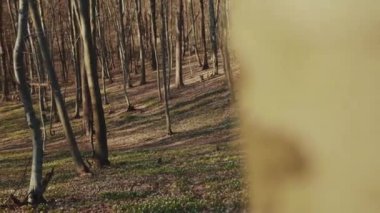 Ormanda güzel bir ilkbahar manzarası güneş ışığı parkı aydınlık doğa ağacı doğa manzarası çimen yolu kıştan bahara yavaş çekime geçiş.