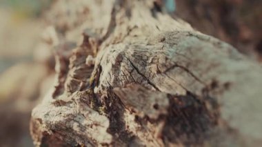 Orman ortamında kahverengi ağaç kabuğu desenli detaylar park yeri güneş ışığı grunladı yavaş çekim yakın çekim güzel ışık