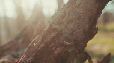 Orman çevresindeki kahverengi ağaç dalını kapat. Detaylı dokuma. Karanlık güneş ışığı çok güzel parlıyordu.