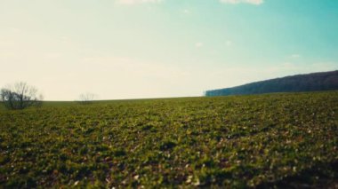 Resimli, yeşil kırsal ufuk çizgisini sabah güneşinin altında genişletti. Manzara, tarım, mahsul ve hasat kavramı.