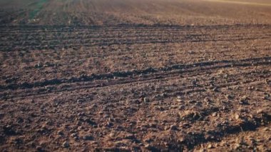 Baharın ilk zamanlarında kırsal buğday tarlalarının manzarası güneşli bir sabahta tarlaları ıssız hale getirir. Ürün yetiştirmek. Hasat ve tarım kavramı. Yakın plan..