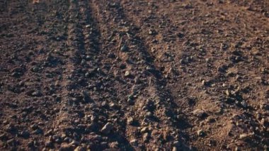Tarım. Yakın plan verimli toprak buğday tarlası hasat için hazır. Doğa kavramı, ekinler, kırsal tarım arazileri.