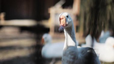 Portre bir beyaz ördek kuş yemi doğa kazları yeşil park hayvanları tarla sürüsü zarif vahşi çekim