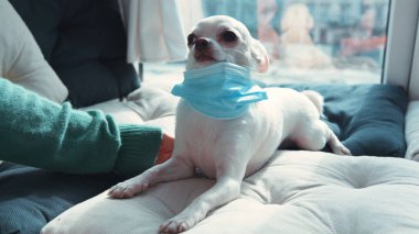 Güzel beyaz Chihuahua köpeği ensesinde tıbbi maskeyle yastıkların üzerine uzanıyor. Genç bir kadın evcil köpeğini okşuyor ve onunla ilgileniyor. İç mekan. Hayvan bakımı. Virüs koruması.
