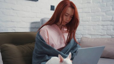 NEW YORK - 5 Mart 2020: evden çalışan çekici Çinli genç iş kadını. Hoş bir kız ailesi ve Chihuahua köpeği oturma odasında dizüstü bilgisayarın başında oturuyor. Kırılgan evcil hayvan. Serbest çalışıyorum. Karantina.