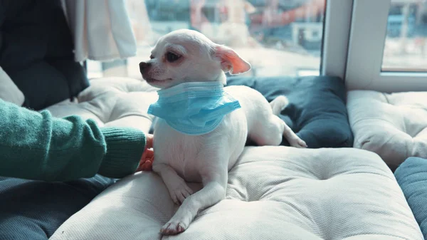 Beautiful white Chihuahua dog lying down on pillows with medical mask on neck. Young woman stroking and caring for her pet puppy. Home interior. Animal care. Virus protection.