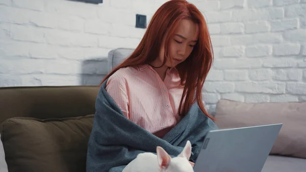 NEW YORK - 5 March, 2020: Attractive Chinese young business woman working from home. Cute family of girl and Chihuahua dog sitting by laptop in living room. Fragile pet. Freelance. Quarantine.