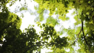 Ağaçlardaki güzel yeşil yaprakları kapatın. Güneş, tazeliği, vahşi doğayı, yazın doğayı, ormanı aydınlık güneş sezonu ormanlarını aydınlatır.