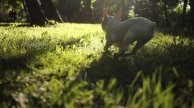 Beyaz Fransız bulldog gün batımında yürümeyi sever. Sarı top köpeğiyle oynamayı sever. Mutluluk evcil hayvan.