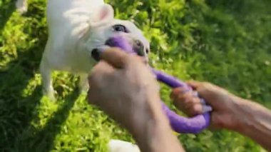 Yakından bir kadın beyaz Fransız buldoguyla oynuyor. Gün batımında. Doğa hayvanı. Sevimli köpek bakımı etobur.