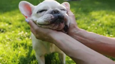Kapalı el kadını tarlada beyaz Fransız bulldog 'unu okşar ve çizer. Gün batımında hayvan mutlu hayvan, sevimli köpek bakımı etobur, sevimli duygusal ifade, komik görünümlü küçük soylu arkadaşlar.