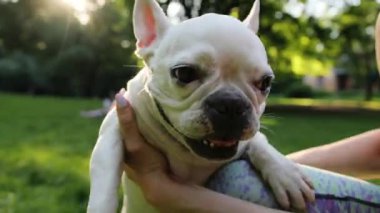 El kadını okşar ve tırmalar beyaz Fransız bulldogu oynar gün batımında hayvan mutlu hayvan sevimli köpek bakımı etobur sevimli duygu ifadesi komik görünümlü küçük soylu arkadaşlar