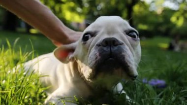Kapalı el kadını tarlada beyaz Fransız bulldog 'unu okşar ve çizer. Gün batımında hayvan mutlu hayvan, sevimli köpek bakımı etobur, sevimli duygusal ifade, komik görünümlü küçük soylu arkadaşlar.