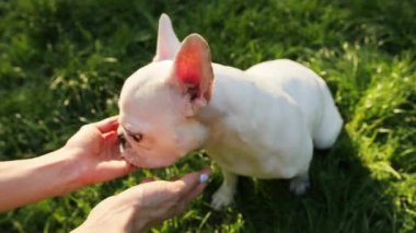 Kapalı elle kadın okşar çizikleri Mutlu beyaz Fransız buldoğu besledi gün batımı hayvan yakın sevimli köpek bakımı etobur sevimli duygu ifadesi komik görünümlü soyağacı