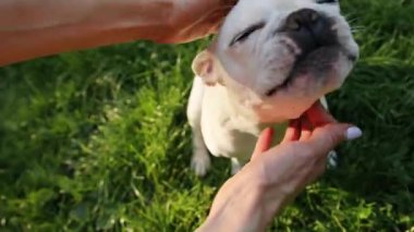 Kapalı elle kadın okşar çizikleri Mutlu beyaz Fransız buldoğu besledi gün batımı hayvan yakın sevimli köpek bakımı etobur sevimli duygu ifadesi komik görünümlü soyağacı