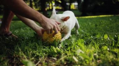 Yaklaş kadın ve erkek mutlu beyaz buldogla oynuyorlar, sarı bir top ile, gün batımında, doğa hayvanı, sevimli köpek, sevimli duygu ifadeleri, komik görünümlü, küçük soylu çocuklar.