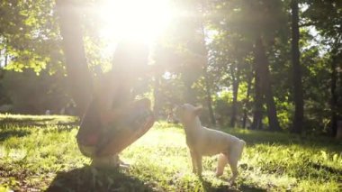 Gün batımında kadın oyun oynuyor. Sahada mutlu beyaz Fransız bulldogu. Doğa hayvanı, sevimli köpek bakımı etobur.