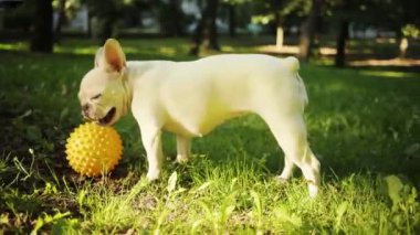 Komik beyaz buldog portresi tarlada yürümeyi sever. Gün batımına bakın. Sarı top köpekli mutlu hayvan yüzlü.