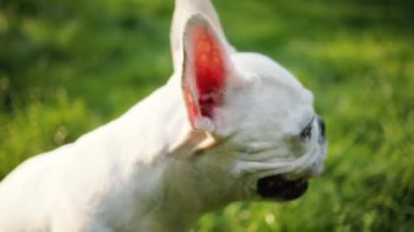 Beyaz Fransız buldog standını kapatın ve kameraya bakın. Gün batımı. Mutluluk. Evcil hayvan.