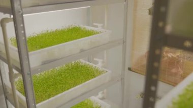Beyaz raflardaki taze mikroyeşil lahanaları ışıkla kapayın. Genç ot salatası. Beslenme organik ham büyüme.
