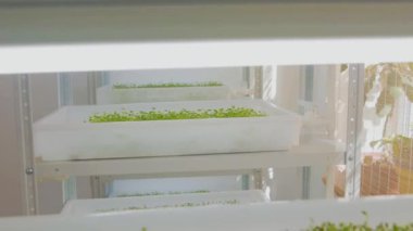 Beyaz raflardaki taze mikroçim filizlerini ışıkla kapayın. Genç ot salatası. Beslenme organik ham büyüme.