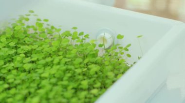 Beyaz raflardaki taze mikroyeşil lahanaları ışıkla kapayın. Genç ot salatası. Beslenme organik ham büyüme.