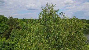 Sakin orman gölü manzarası çok güzel. Bulutlar suya yansıyor. İHA anten. Kapatın. Yavaş çekim