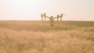 İHA 'nın yeşil alanın üzerinde uçan dijital kameralı görüntüsü. Hasat konsepti. Tarımda akıllı teknolojiler. Yatay çekim. Gün batımının arkaplanındaki dörtkopter