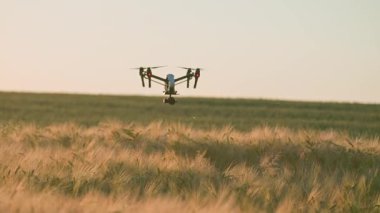 Buğday tarlasının üzerinde uçan bir kuadkopter, yazın hasat sırasında haritalama. Tarımda insansız hava aracı vurmak. Çiftlik arazisi, şehir dışında. Açık havada. Gündüz vakti, gün ışığı