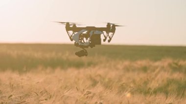 Hasat sırasında buğday tarlasının üzerinde uçan dijital kamerayla modern kuadkopterin yakın plan çekimi. Güneşli bir gün. Şehir dışında. Köy. Yenilikler, modern teknolojiler. Açık hava.