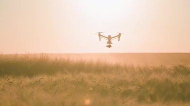 Hasat zamanı tarlanın üzerinde uçan beyaz İHA 'nın ön görüntüsü. Şehir dışında. Gün batımında kuadkopterin Horizon çekimi. Yumuşak odaklanma. Tarım. Çiftlik arazisinde akşam