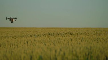 Buğdayın üzerinde dijital kamerayla uçan dron. Kuadkopter ve güzel yeşil alan çekimi. Gündüz vakti. Arazi taraması, izleme, akıllı teknolojiler