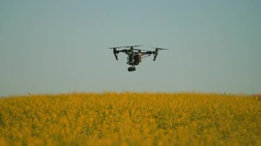 Güneşli bir günde insansız hava aracı izleme arazisinde çekim yapmak. Sarı alan üzerinde kuadkopter görüntüsü. 5G teknolojisi. Tarım konsepti, hava tahmini. Akıllı çiftlik