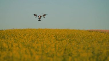 Güneşli bir günde dijital kamerayla uçan beyaz bir dron. Sarı alanın arka planında kuadkopter görüntüsü. Teknoloji, tarım kavramı. Yaz, açık hava. Arazi taraması