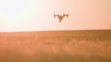 Ukrayna 'daki sarı ekin tarlasında uçan kuadkopter görüntüsü. Gün batımında hava manzarası. İHA saldırısı. Yaz. Şehir dışında. Açık hava.